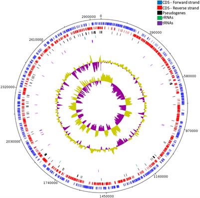 Genomic Insight Into Lacticaseibacillus paracasei SP5, Reveals Genes and Gene Clusters of Probiotic Interest and Biotechnological Potential